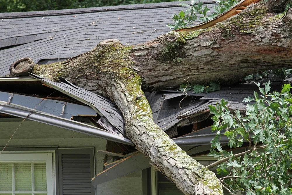 Tree has fallen and is causing damage to rooftop.